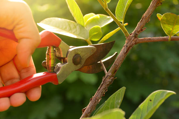 Best Tree Removal  in USA